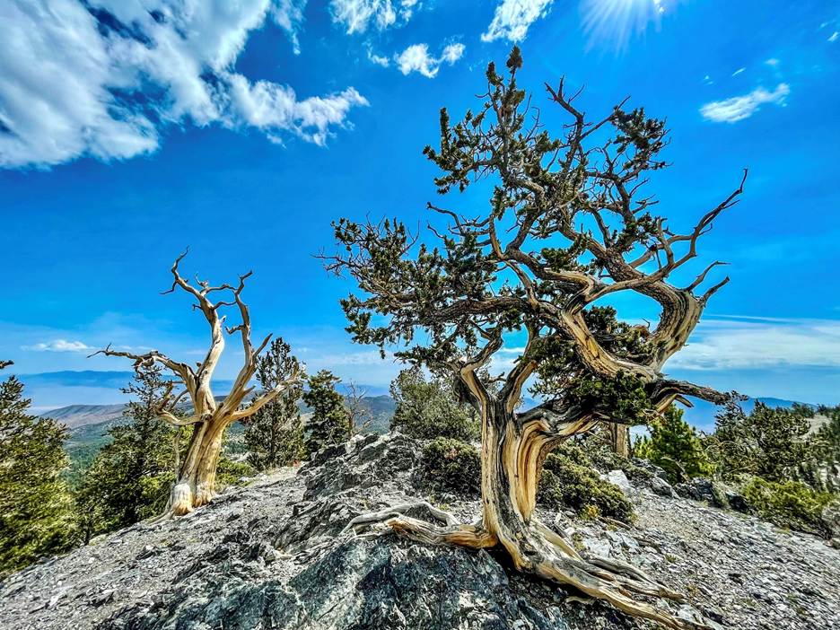A tree on a hill with Ancient Bristlecone Pine Forest in the background

AI-generated content may be incorrect.