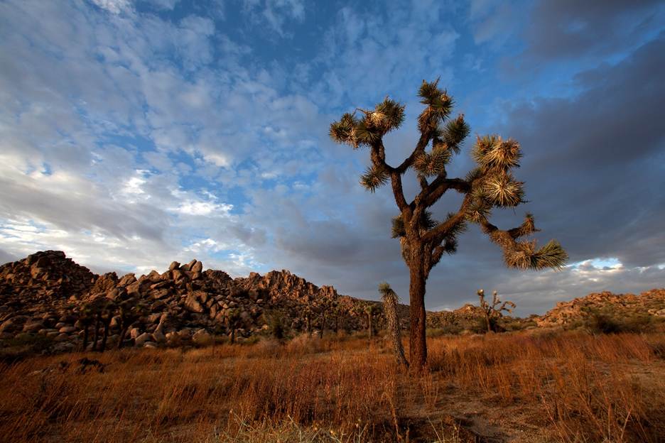 A tree in a field with rocks in the background

AI-generated content may be incorrect.