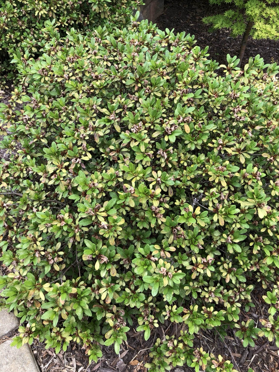 Azalea Bush