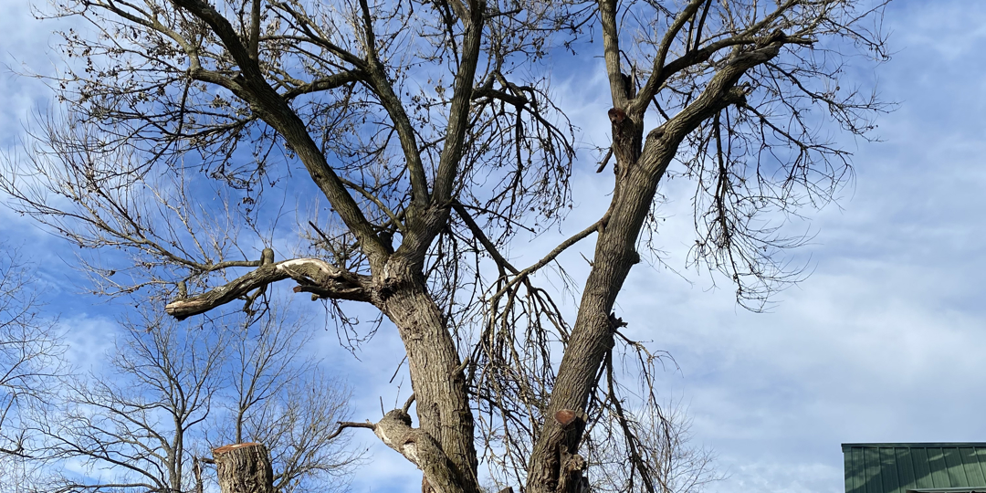 tree