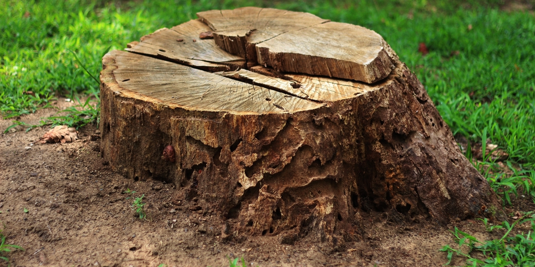 tree stump with grass