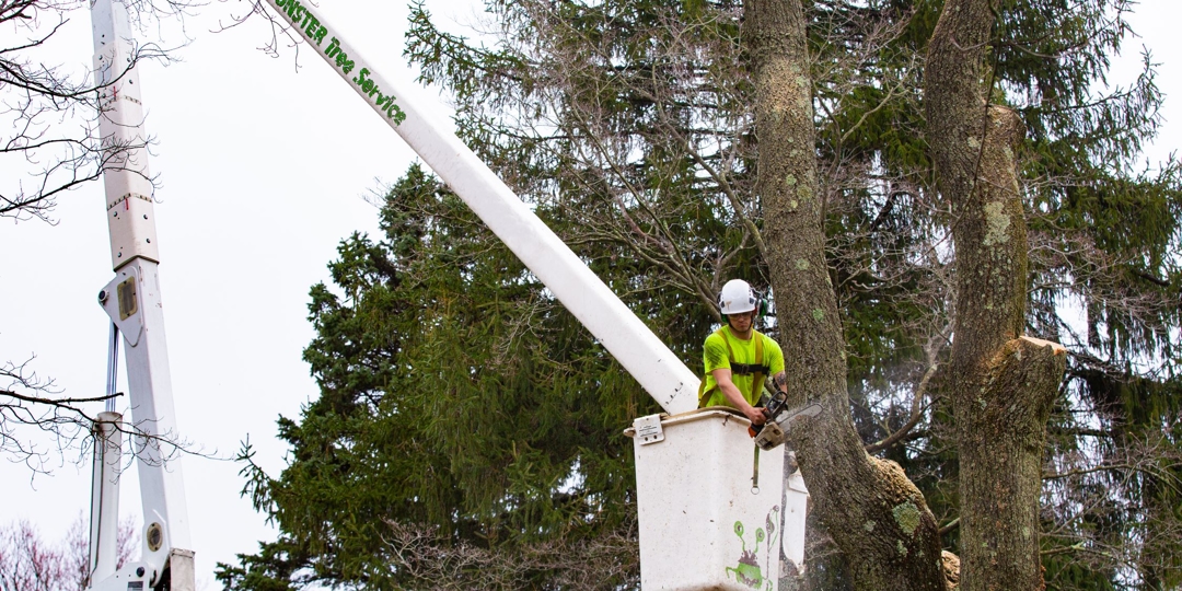 Monster Tree Service Image