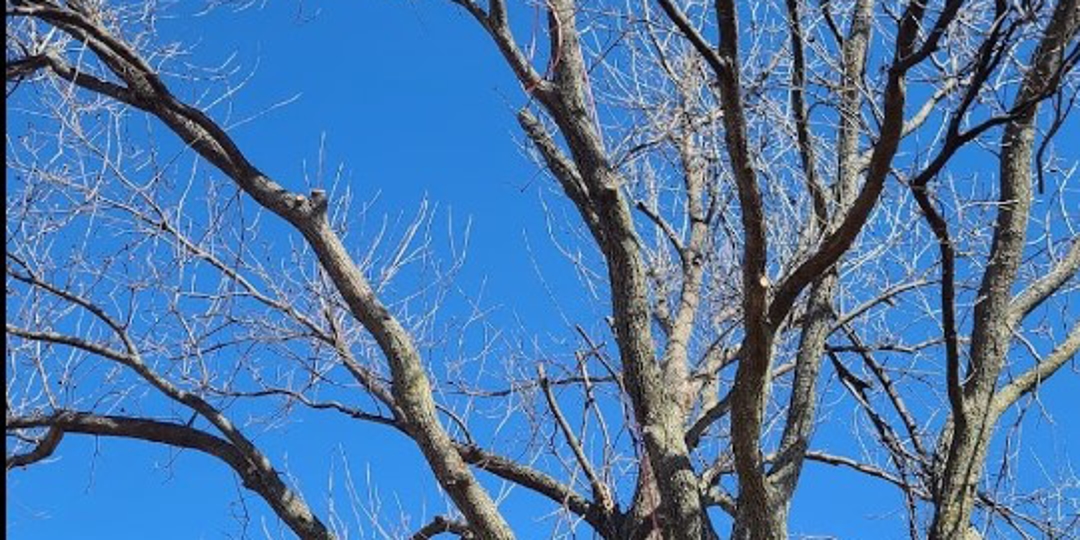 Monster Tree Service