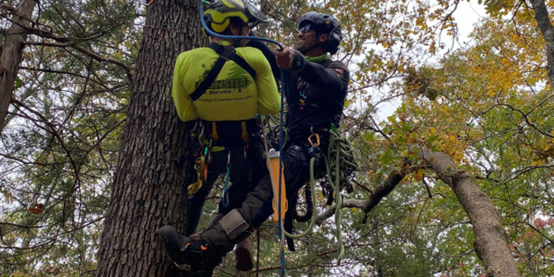 men in tree