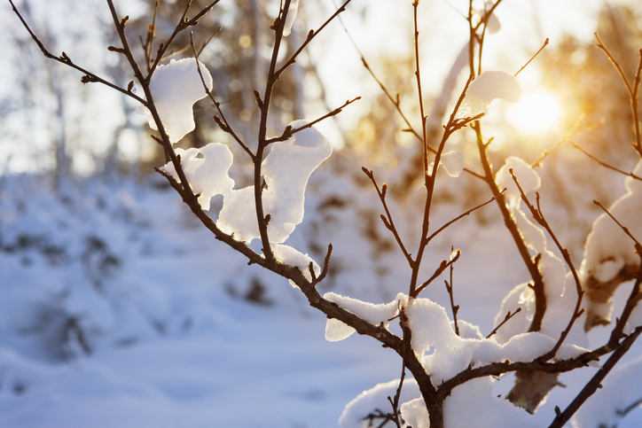 9 Essential Steps to Winterize Your Trees in Alexandria, VA
