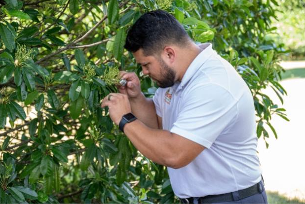What is IPM? How Integrated Pest Management can give your trees an upfront advantage in pest control