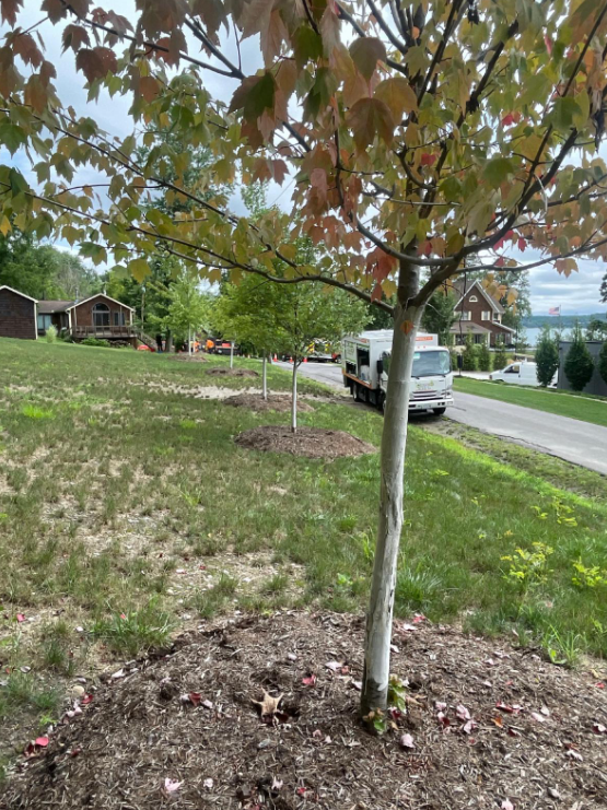 monster tree tuck in neighborhood