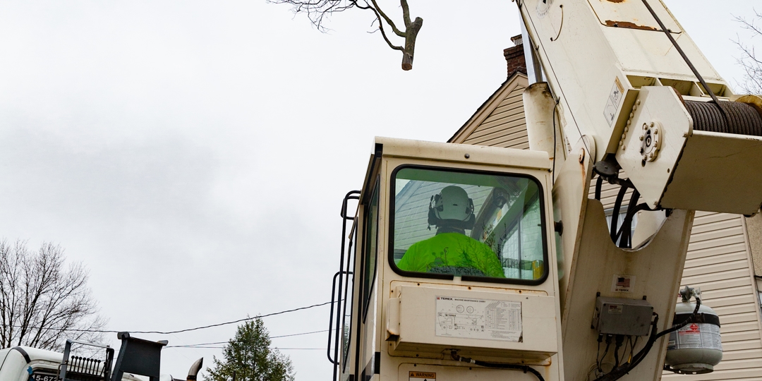 What Is Tree Surgery and When Is It Needed for Trees in Nashville, TN?