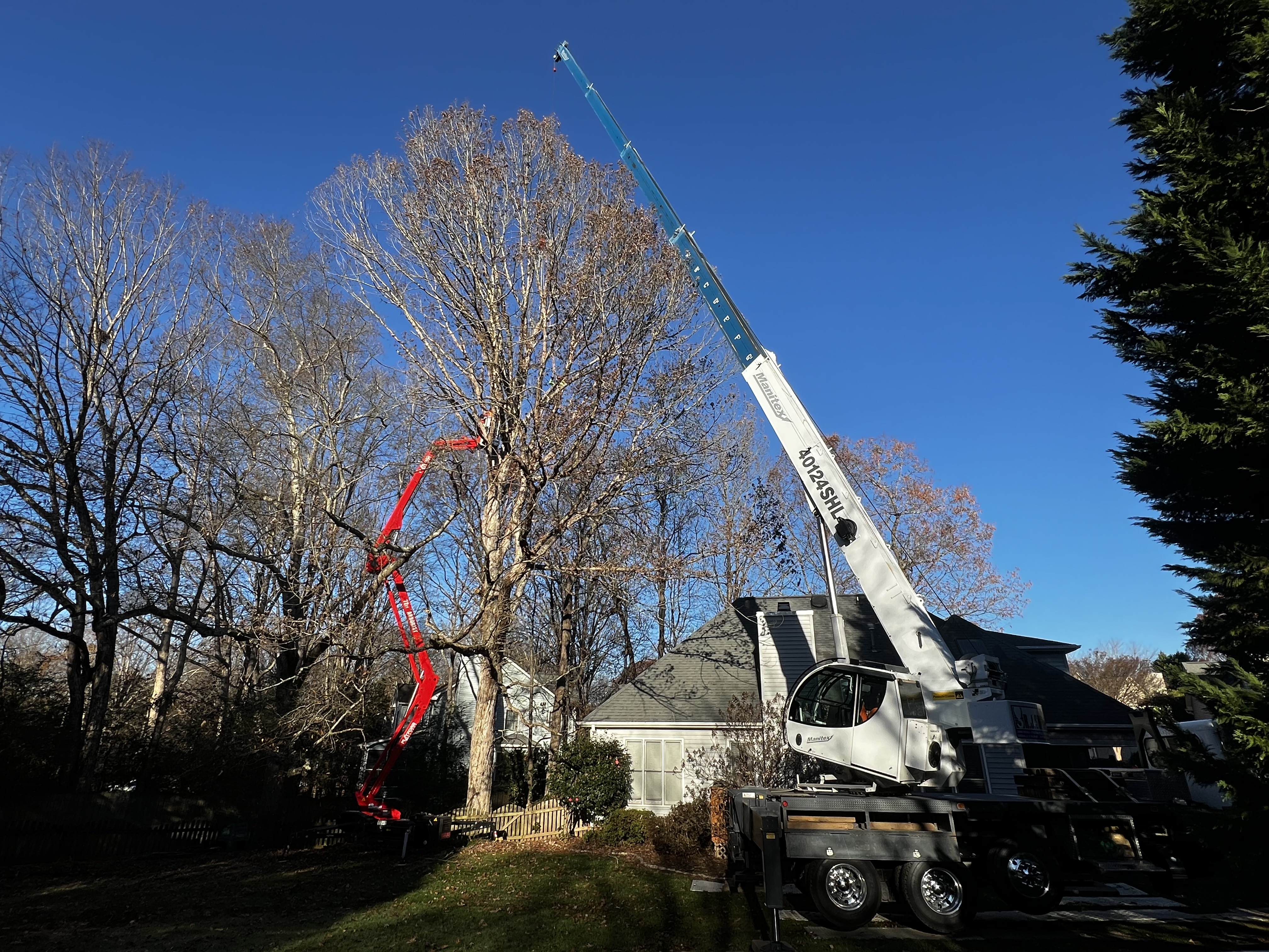 Can a Dead Tree Have Green Leaves in Greenville, SC?