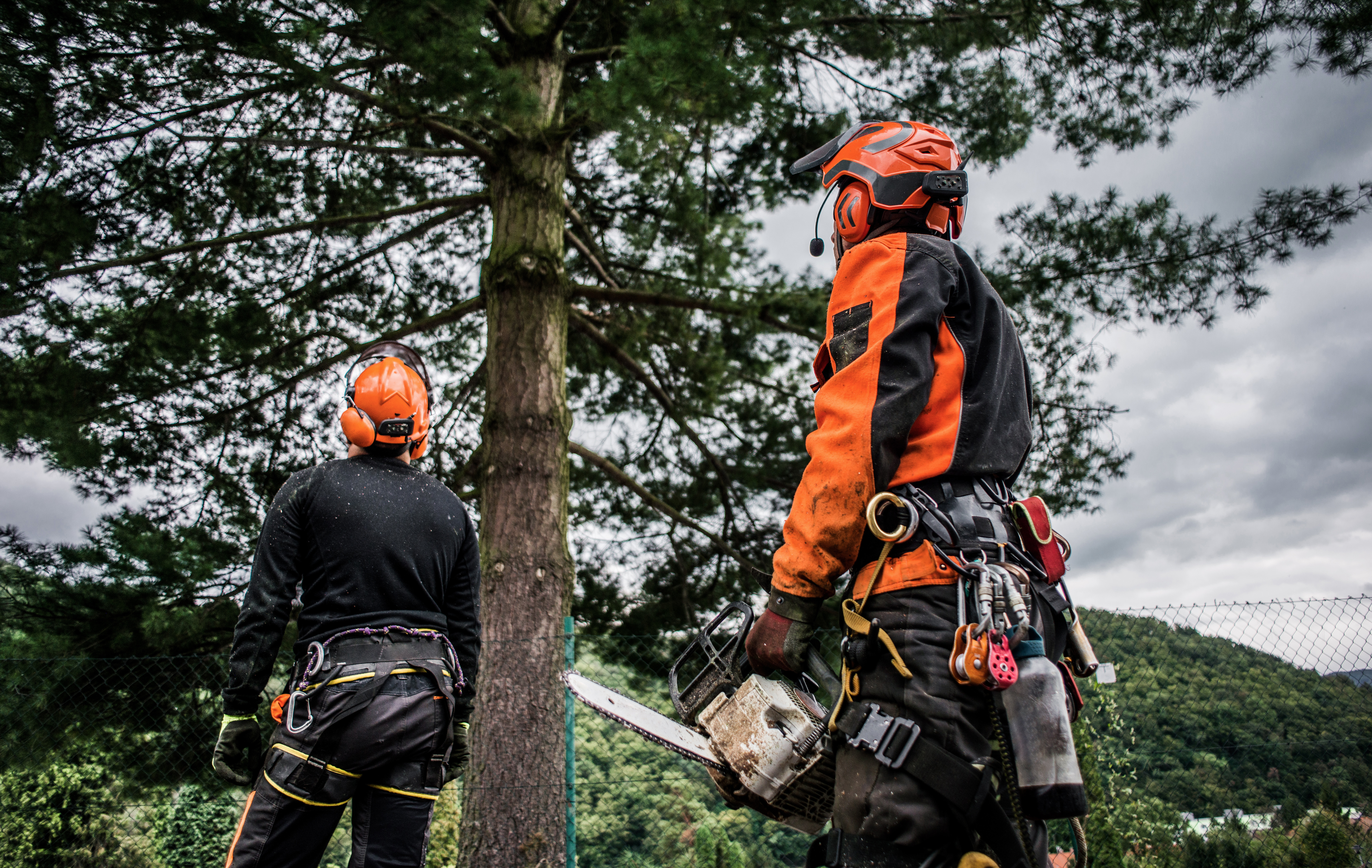 Should You Remove or Trim? Expert Tree Assessment in Northwest Houston