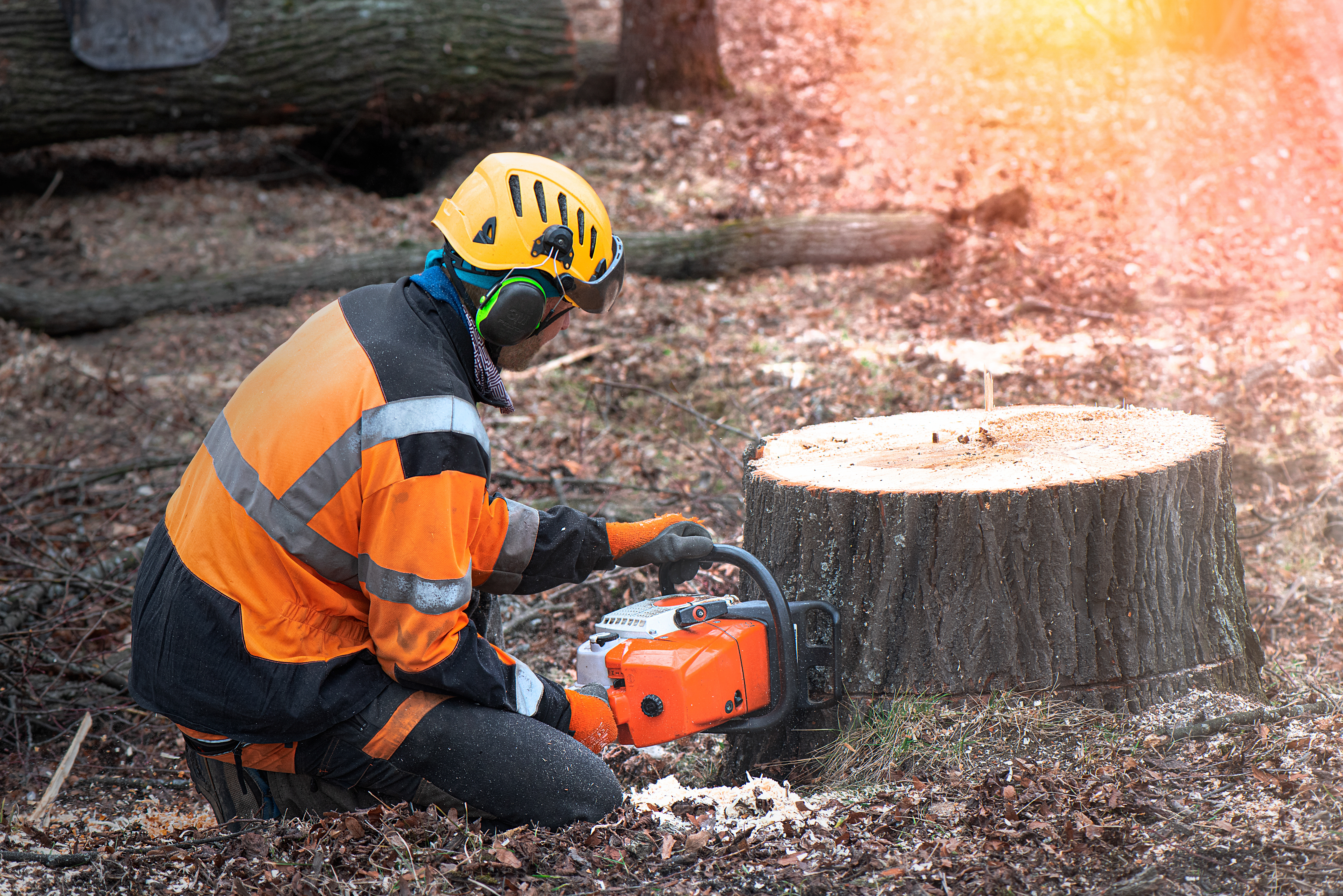 How Much Does Stump Removal Cost? Grinding Methods & Land Restoration Breakdown for Texas Gulf Coast