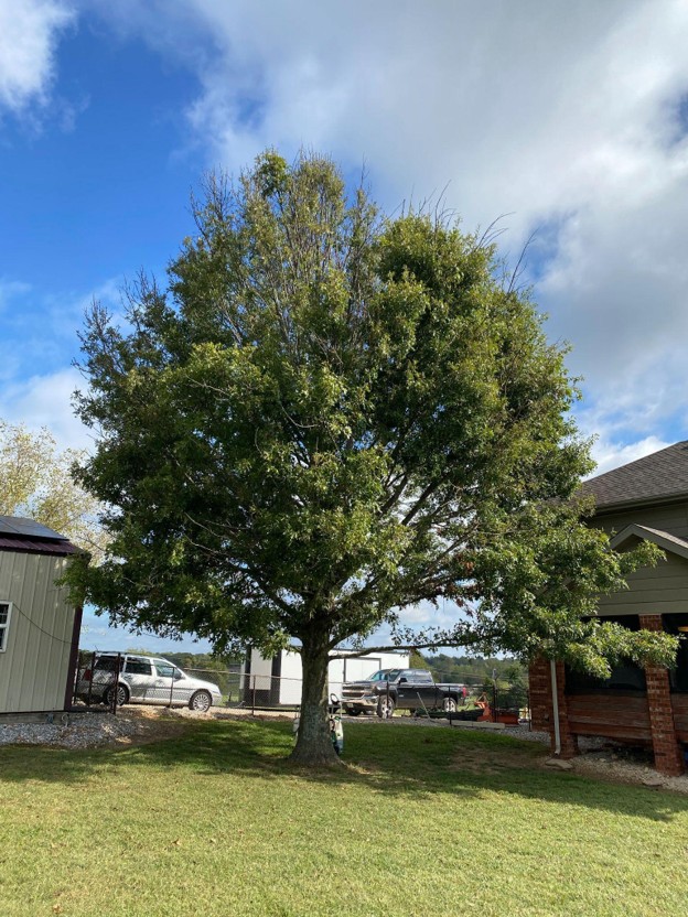 How Much Does It Cost to Cut Down a 100 Ft Tree in Springfield, Missouri?