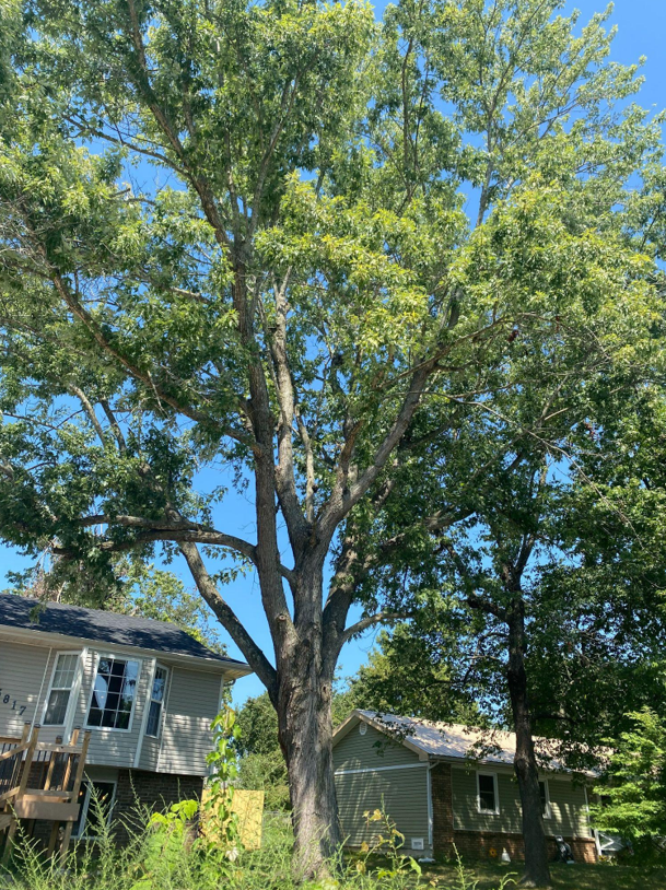 How to Dispose of Tree Branches in Springfield, Missouri